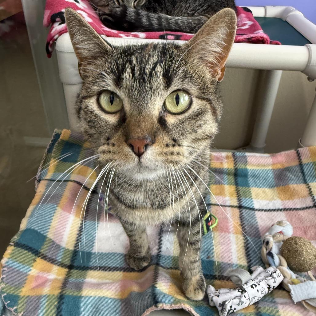 Camille Mikaelson, Adoptable, Adult Female Domestic Short Hair.