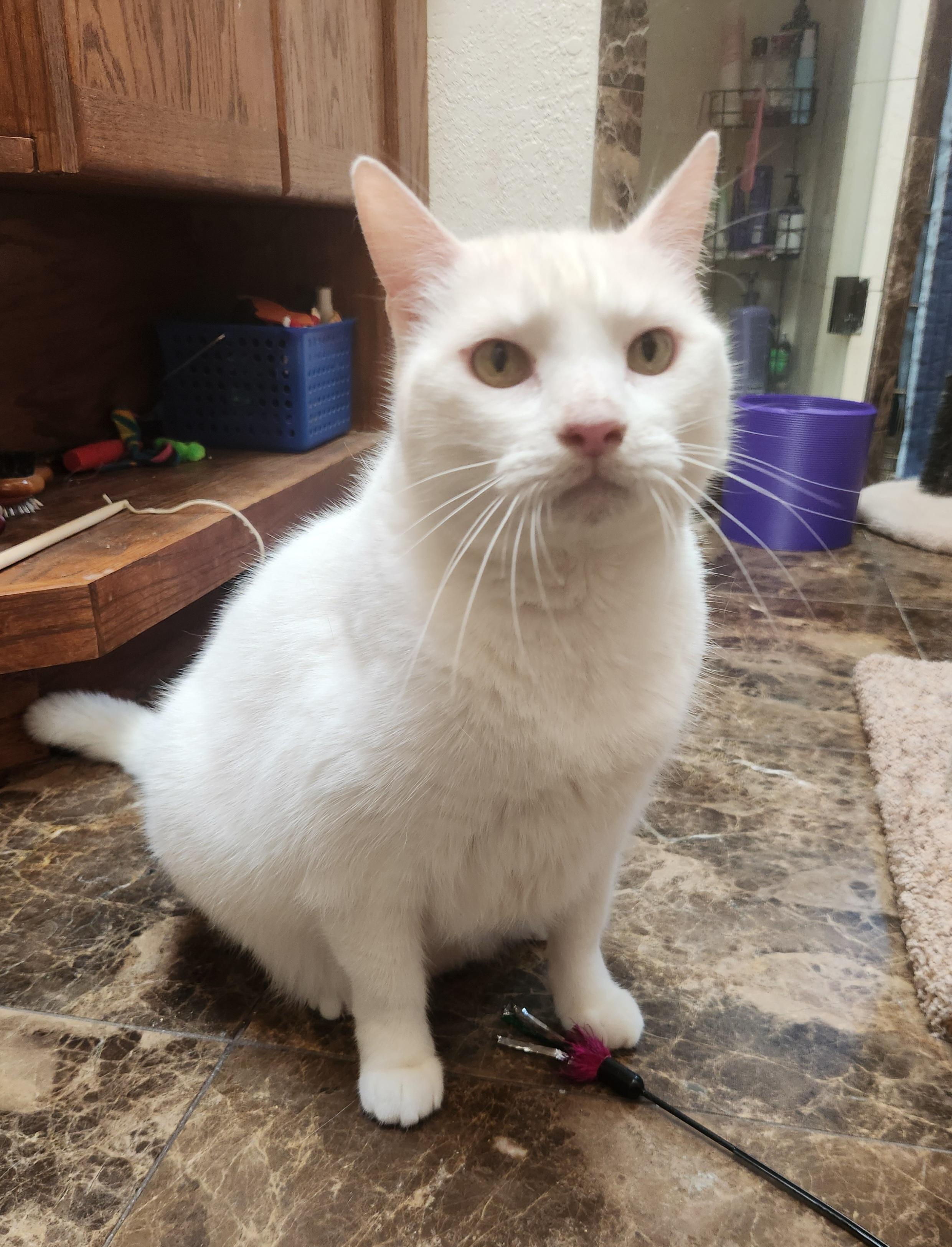 Cat for adoption - Duchess (AKA Fredabella), a Domestic