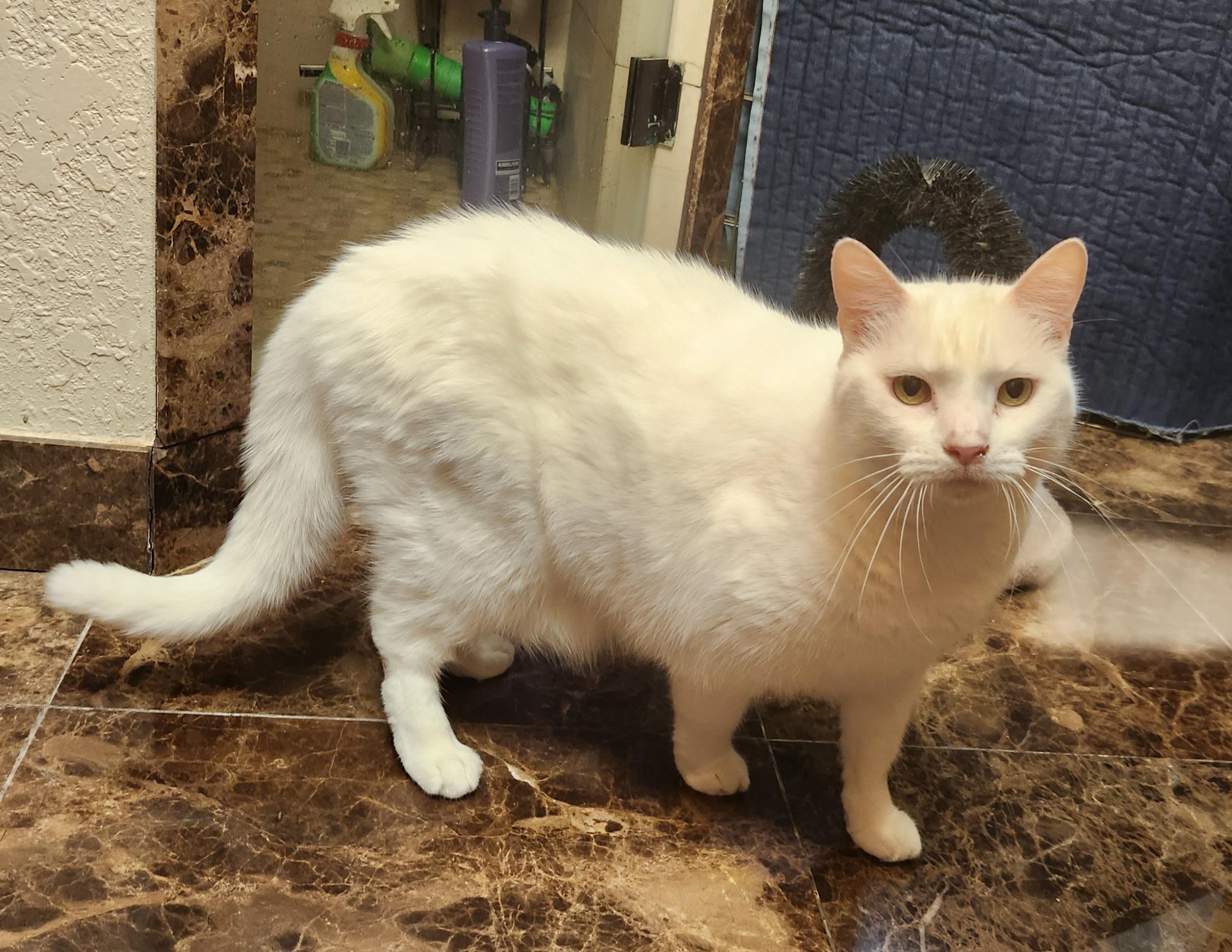 限定セール -SALE (AKA Duchess - adoption for Cat Fredabella), Domestic a テープ・マスキングテープ