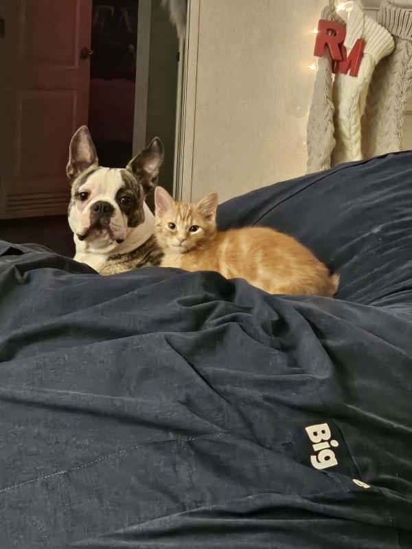 Griffin, Adopted, Young Male Boston Terrier.