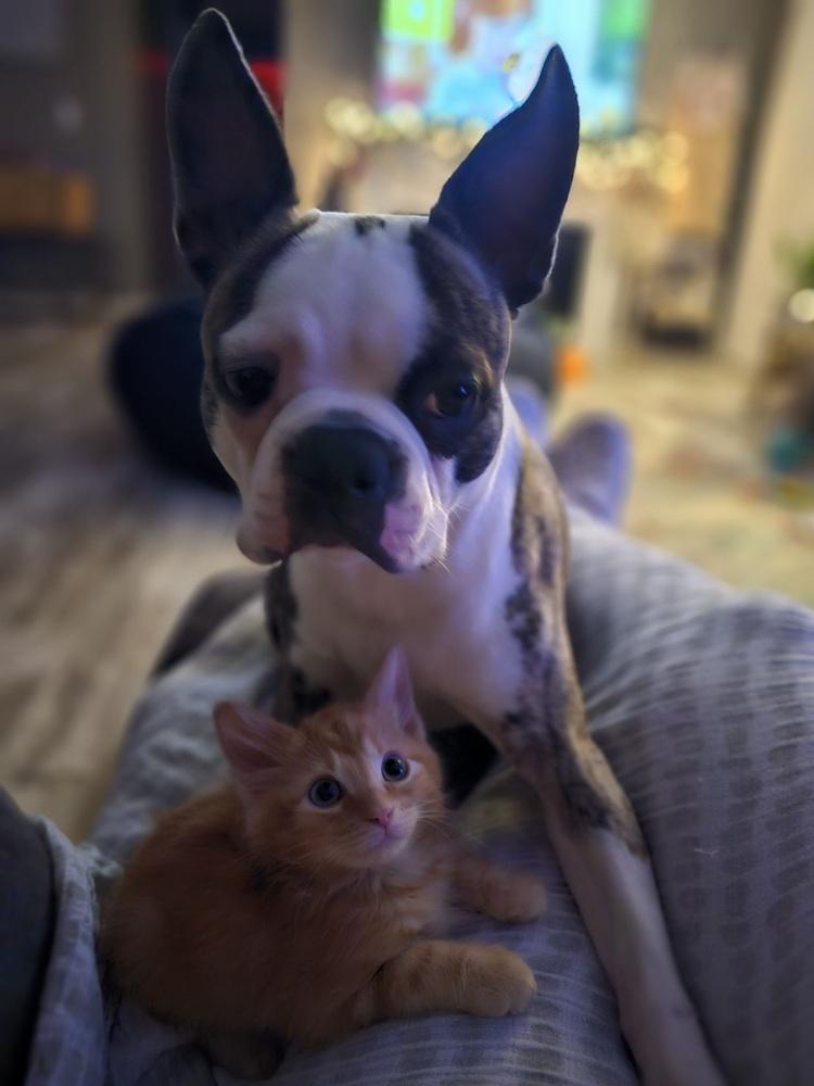 Enlarge Griffin, a Adopted Boston Terrier in Jackson, TN image 5/6