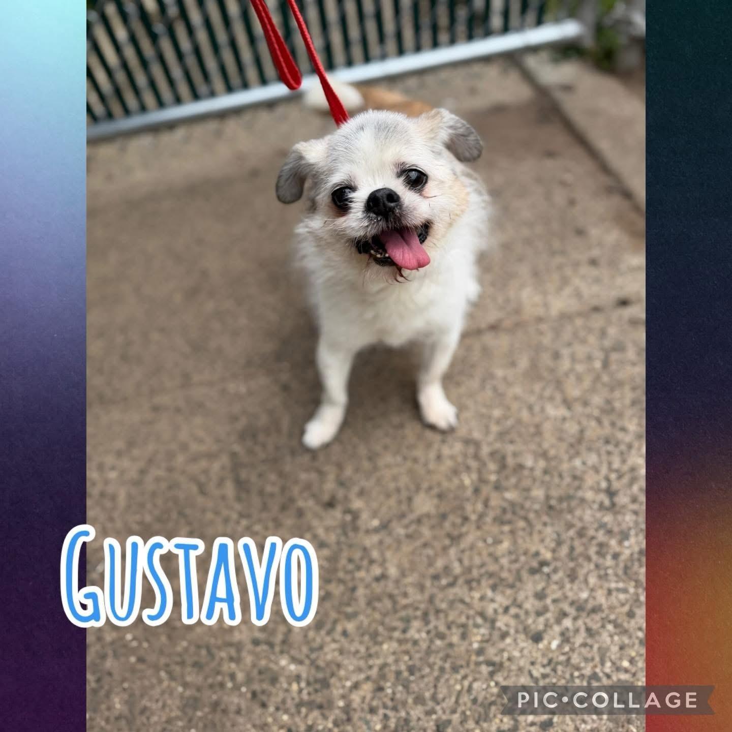 Gustavo, ADOPTABLE, Senior Male Japanese Chin.