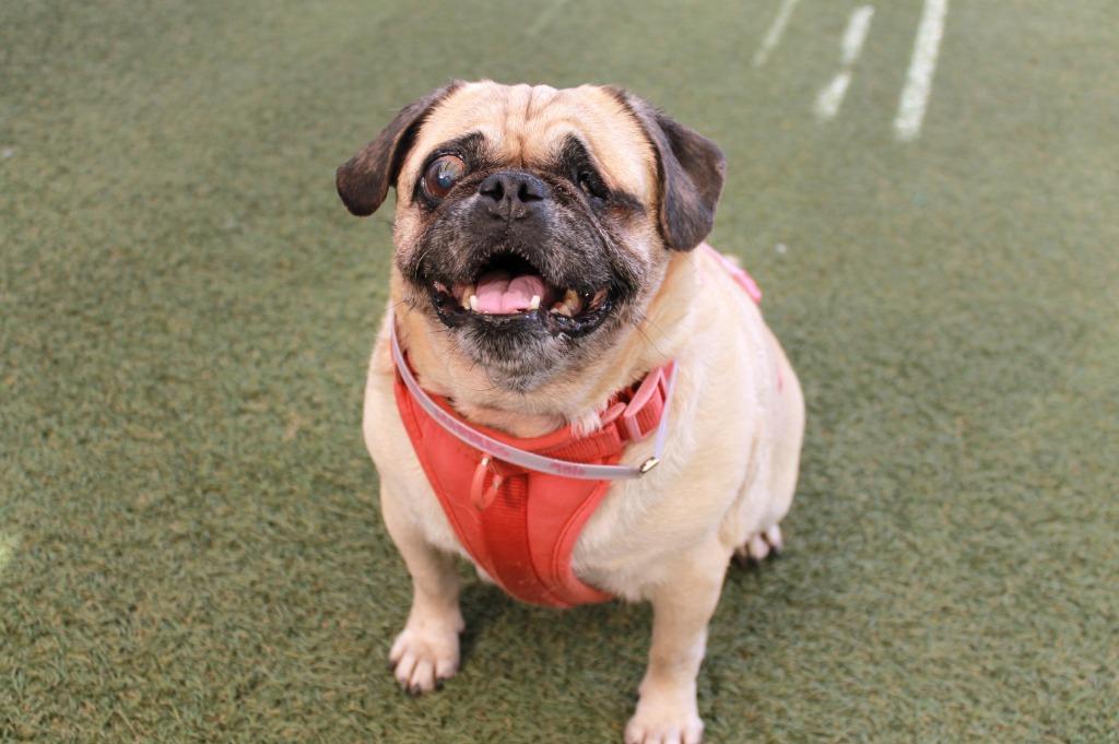 Marbles *special needs*, Adoptable, Senior Female Pug.