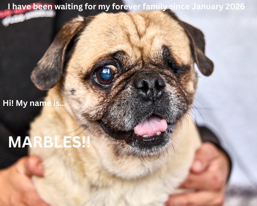 Enlarge Marbles *special needs*, a Adoptable Pug in Gardena, CA image 2/6