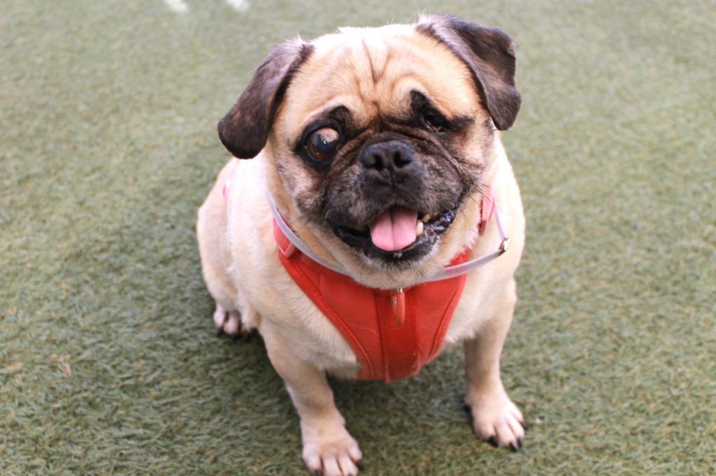 Enlarge Marbles *special needs*, a Adoptable Pug in Gardena, CA image 2/6