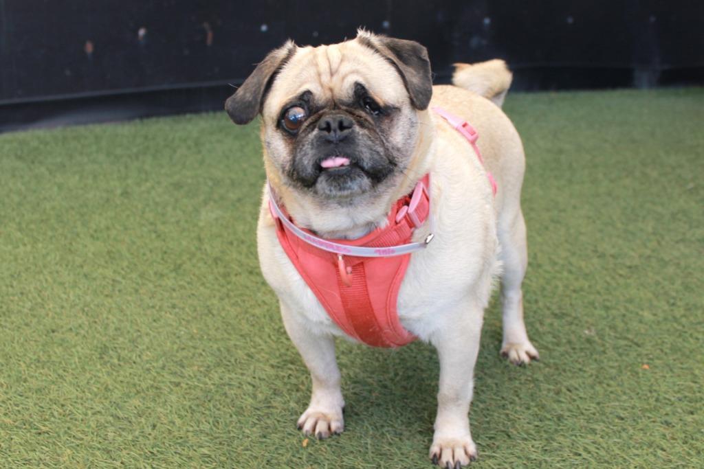 Enlarge Marbles *special needs*, a Adoptable Pug in Gardena, CA image 3/6