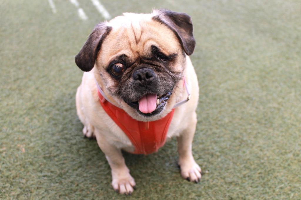 Enlarge Marbles *special needs*, a Adoptable Pug in Gardena, CA image 4/6