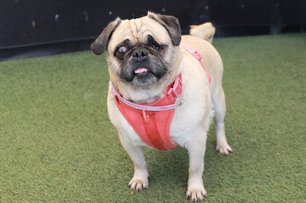Enlarge Marbles *special needs*, a Adoptable Pug in Gardena, CA image 5/6
