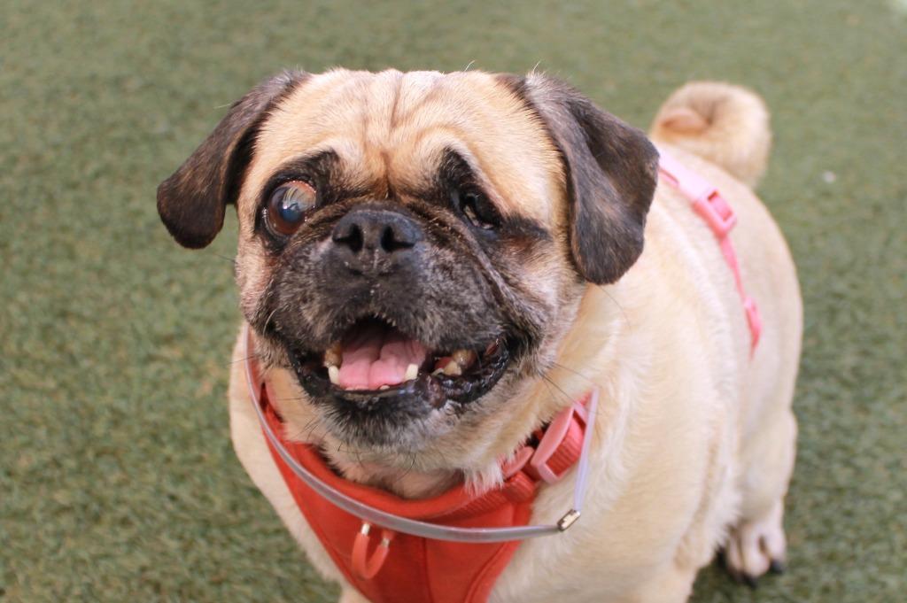 Enlarge Marbles *special needs*, a Adoptable Pug in Gardena, CA image 6/6