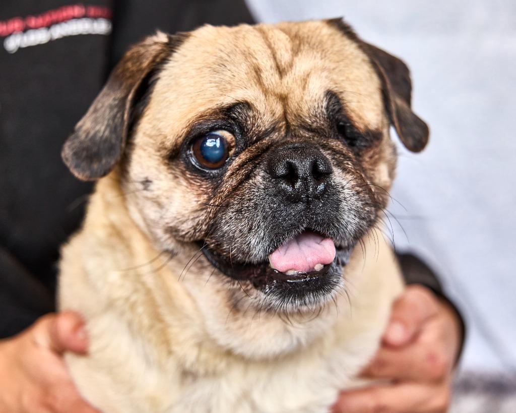 Enlarge Marbles *special needs*, a Adoptable Pug in Gardena, CA image 6/6