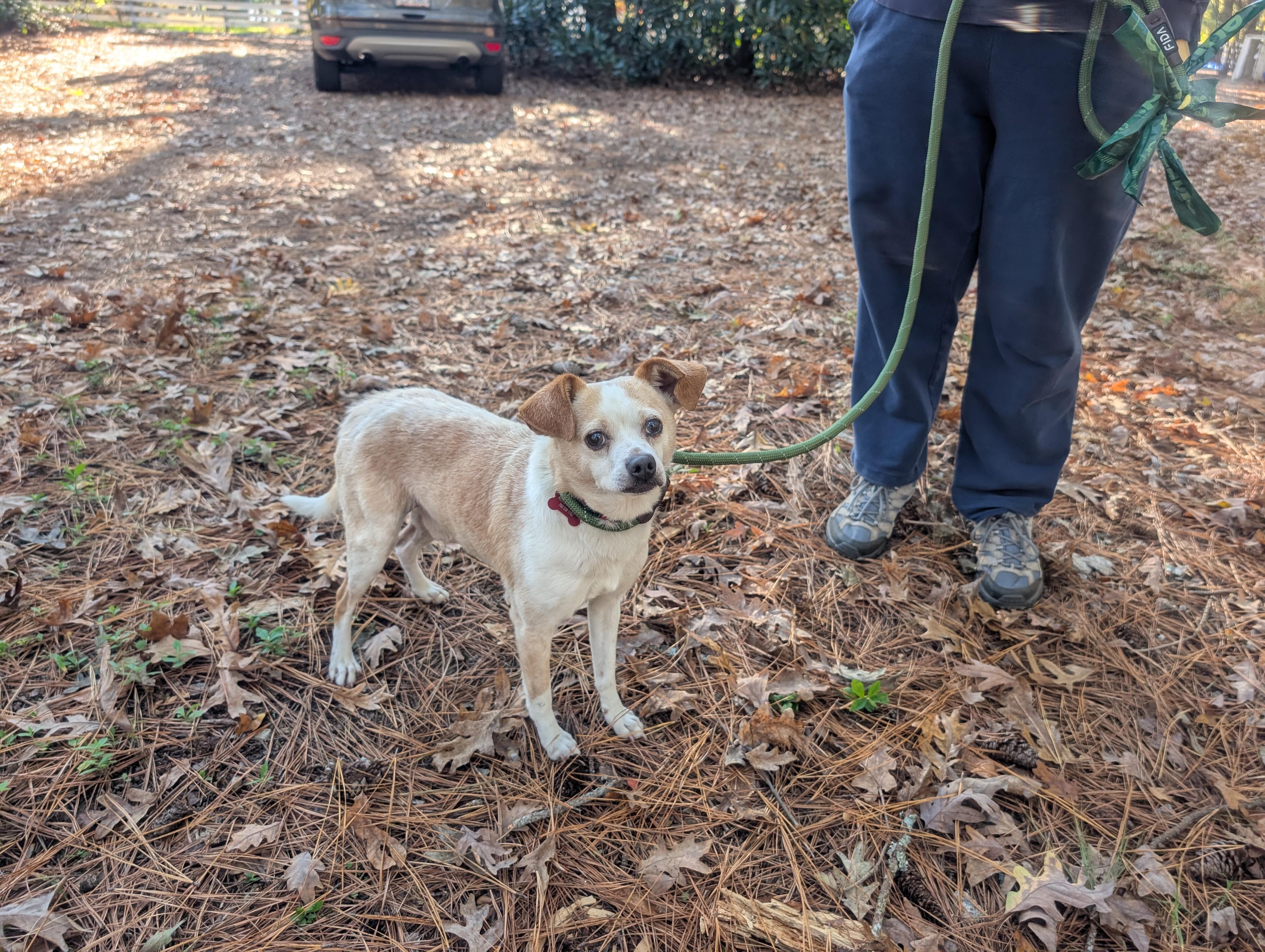 Poet, a Adoptable mixed breed in Clayton, NC image 2/5