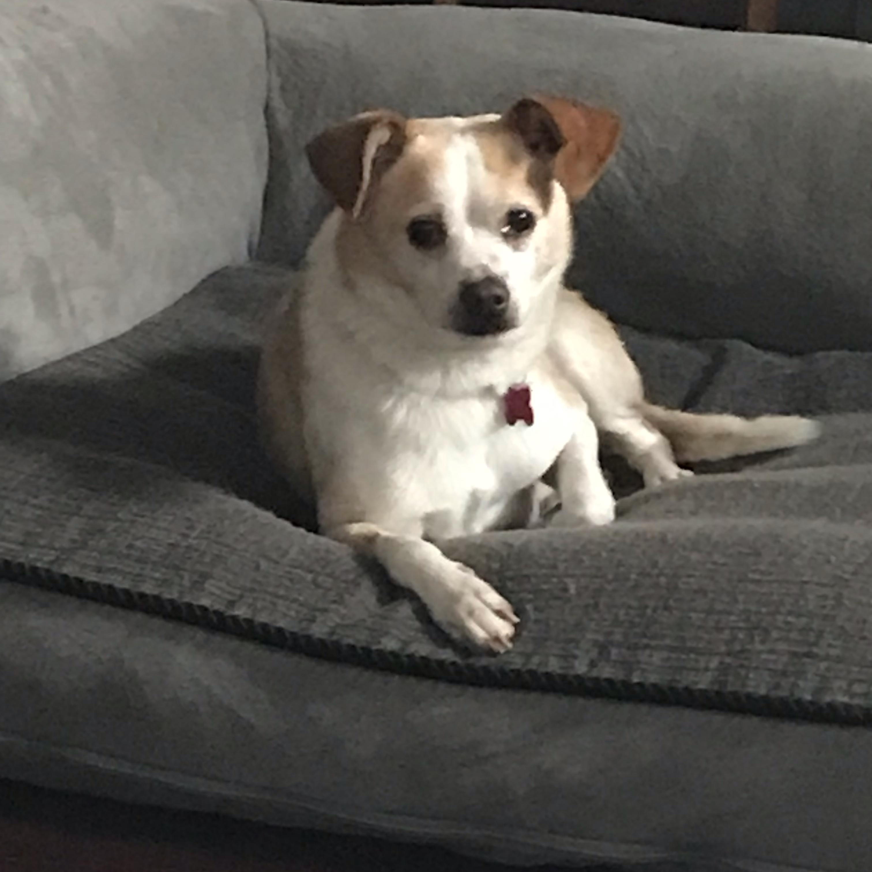 Poet - IN FOSTER HOME - AVAILABLE TO ADOPT, adoptable, Adult Male Chihuahua.