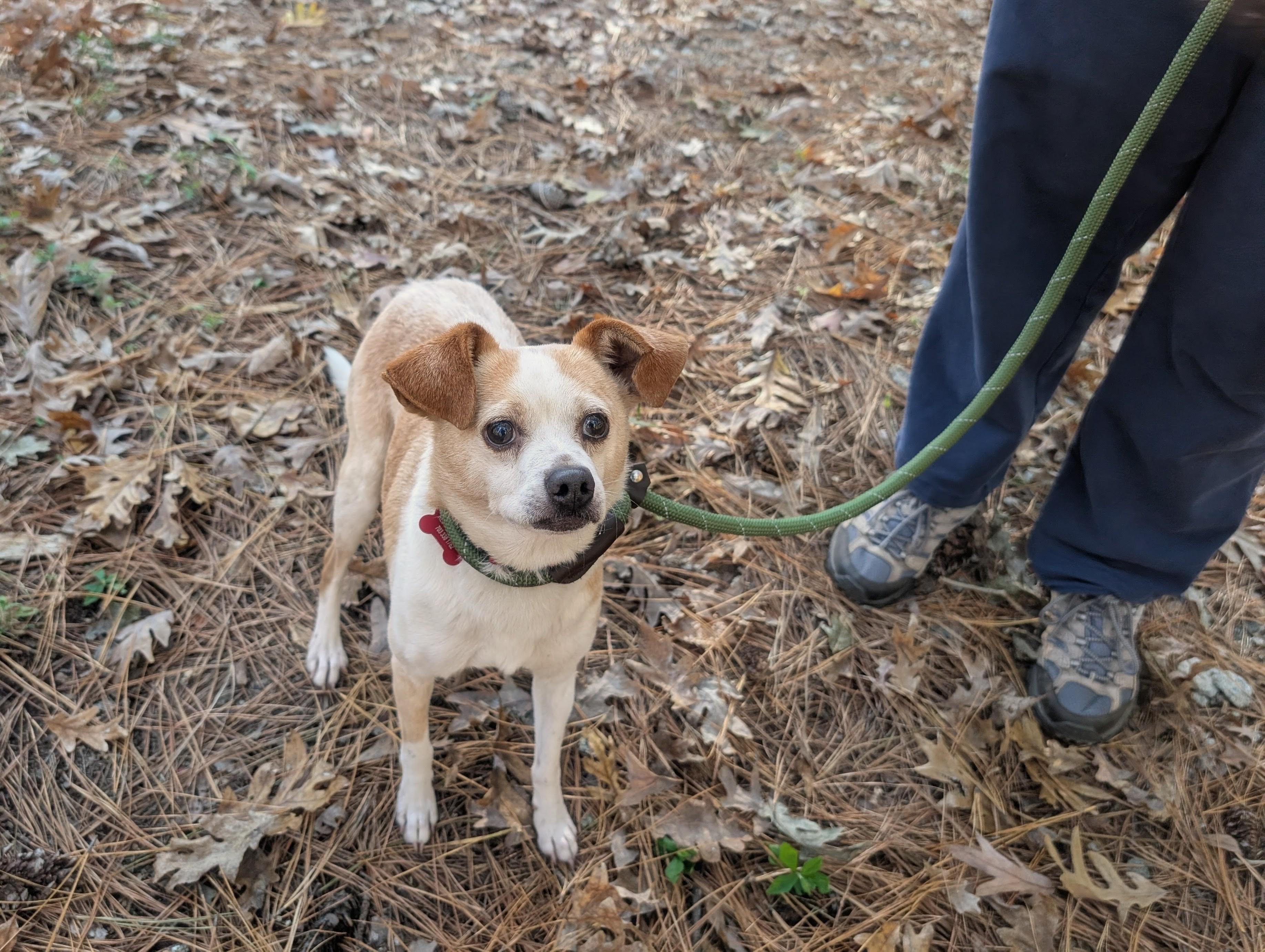 Poet, a Adoptable mixed breed in Clayton, NC image 3/5