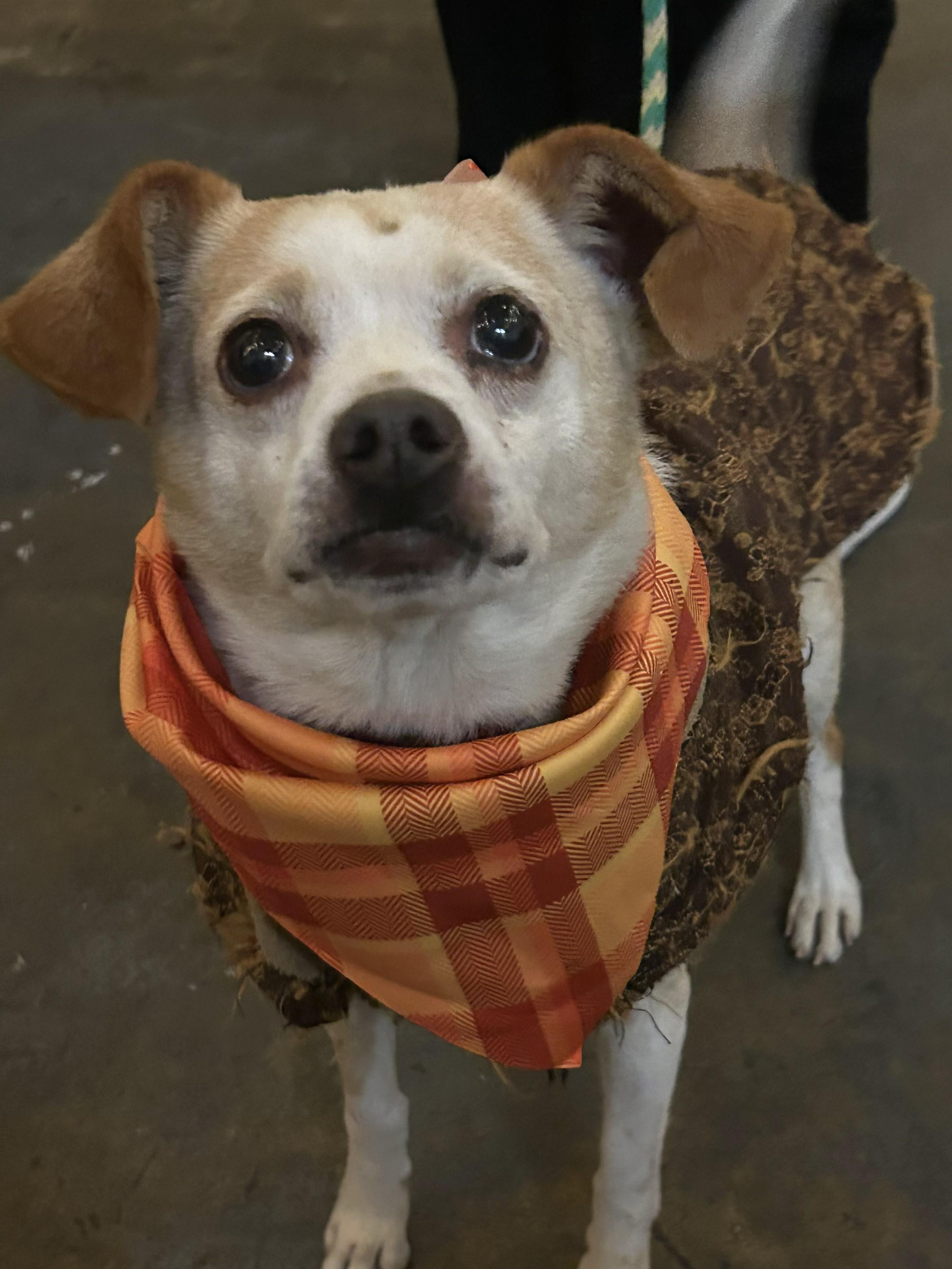 Poet, a Adoptable mixed breed in Clayton, NC image 1/5