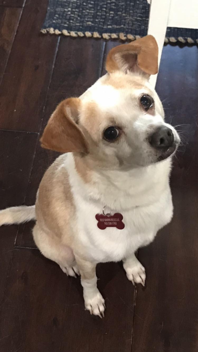 Poet - IN FOSTER HOME - AVAILABLE TO ADOPT, an adoptable mixed breed in Clayton, NC image 4/6