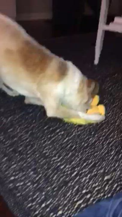 Enlarge Poet - IN FOSTER HOME - AVAILABLE TO ADOPT, an adoptable mixed breed in Clayton, NC video 6/6