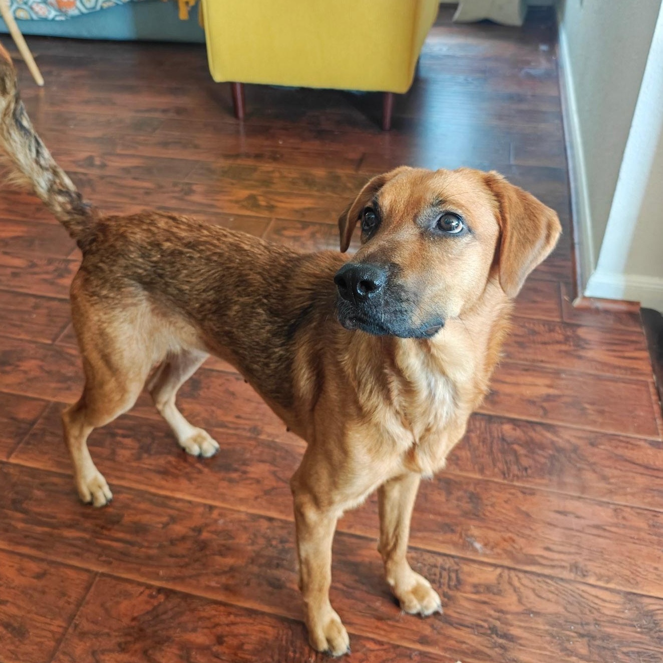 Honey, Adoptable, Young Female Black and Tan Coonhound & Labrador Retriever.