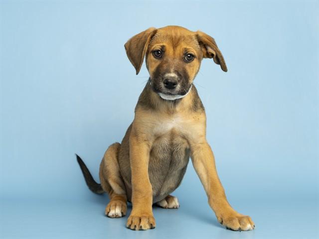BUBBLES, Adoptable, Puppy Female German Shepherd Dog.