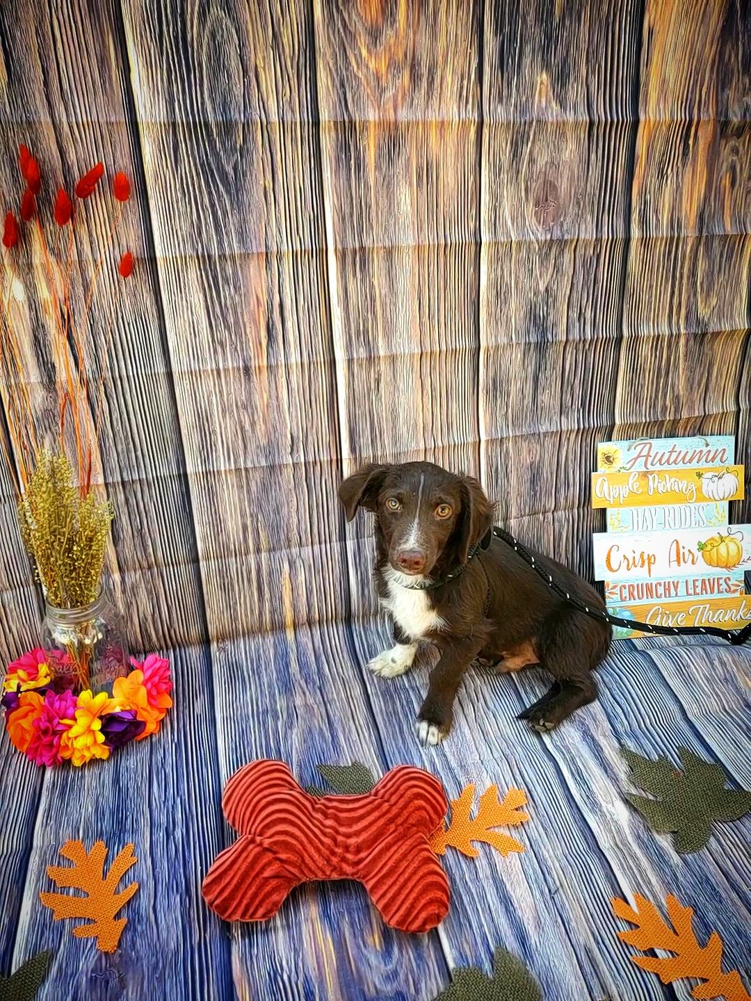 Torino, a Adopted mixed breed in Bakersfield, CA image 1/4