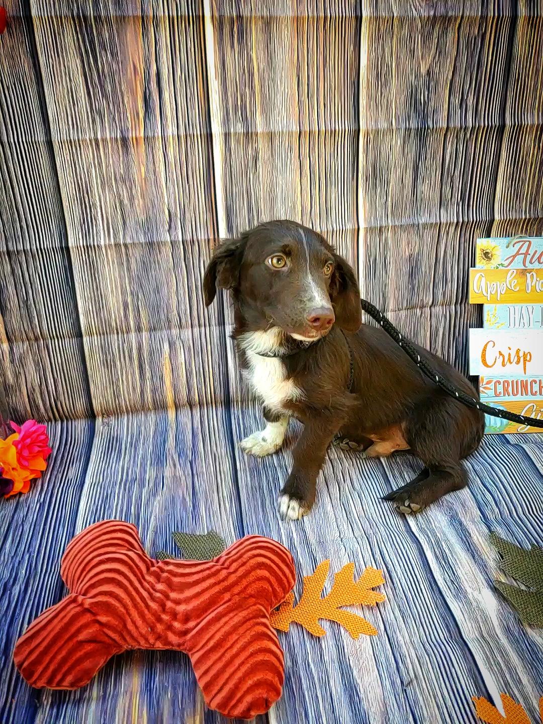 Torino, a Adopted mixed breed in Bakersfield, CA image 2/4