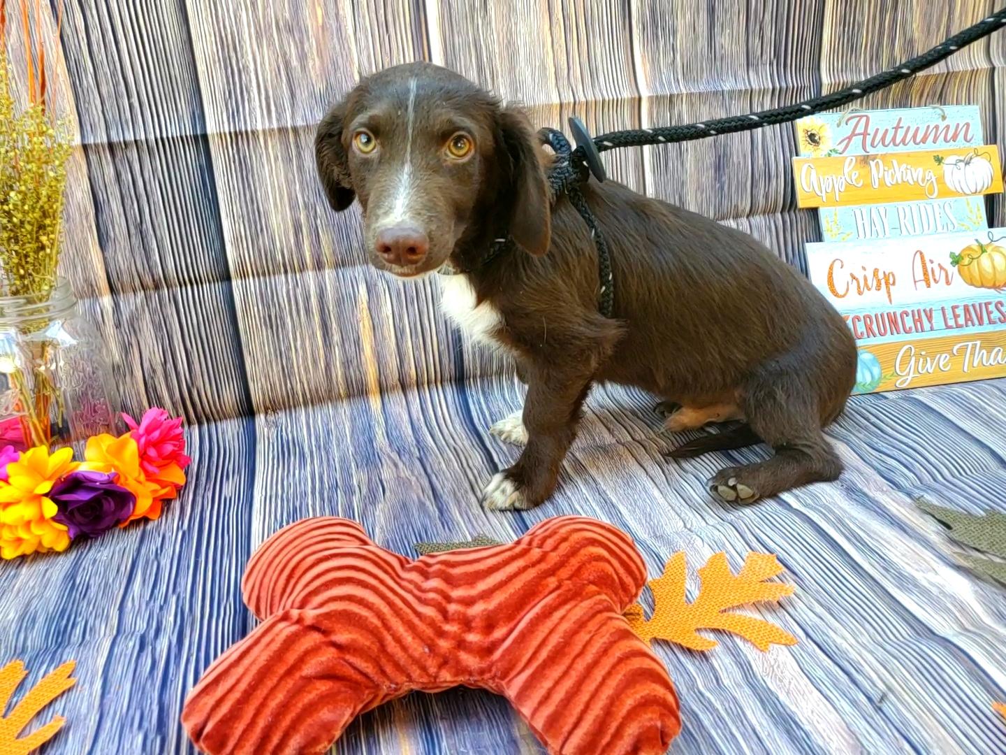 Torino, a Adopted mixed breed in Bakersfield, CA image 3/4