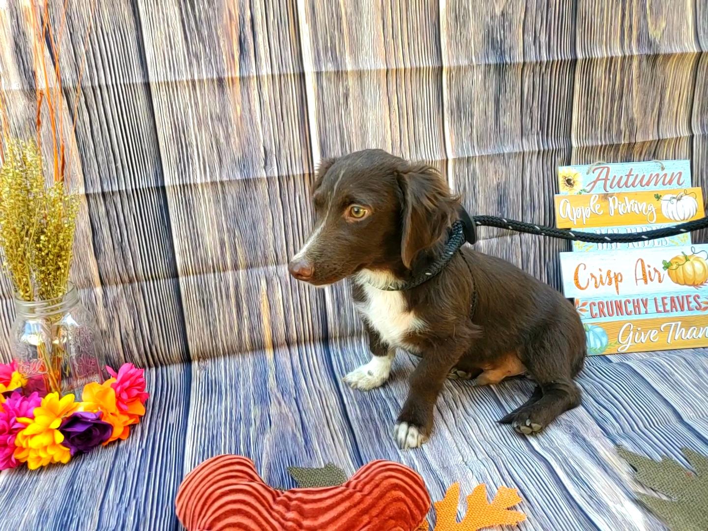 Torino, a Adopted mixed breed in Bakersfield, CA image 4/4