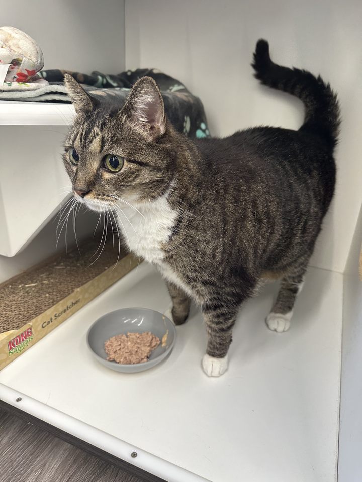 Mickey, a Adoptable Domestic Short Hair in Philadelphia, PA image 2/5