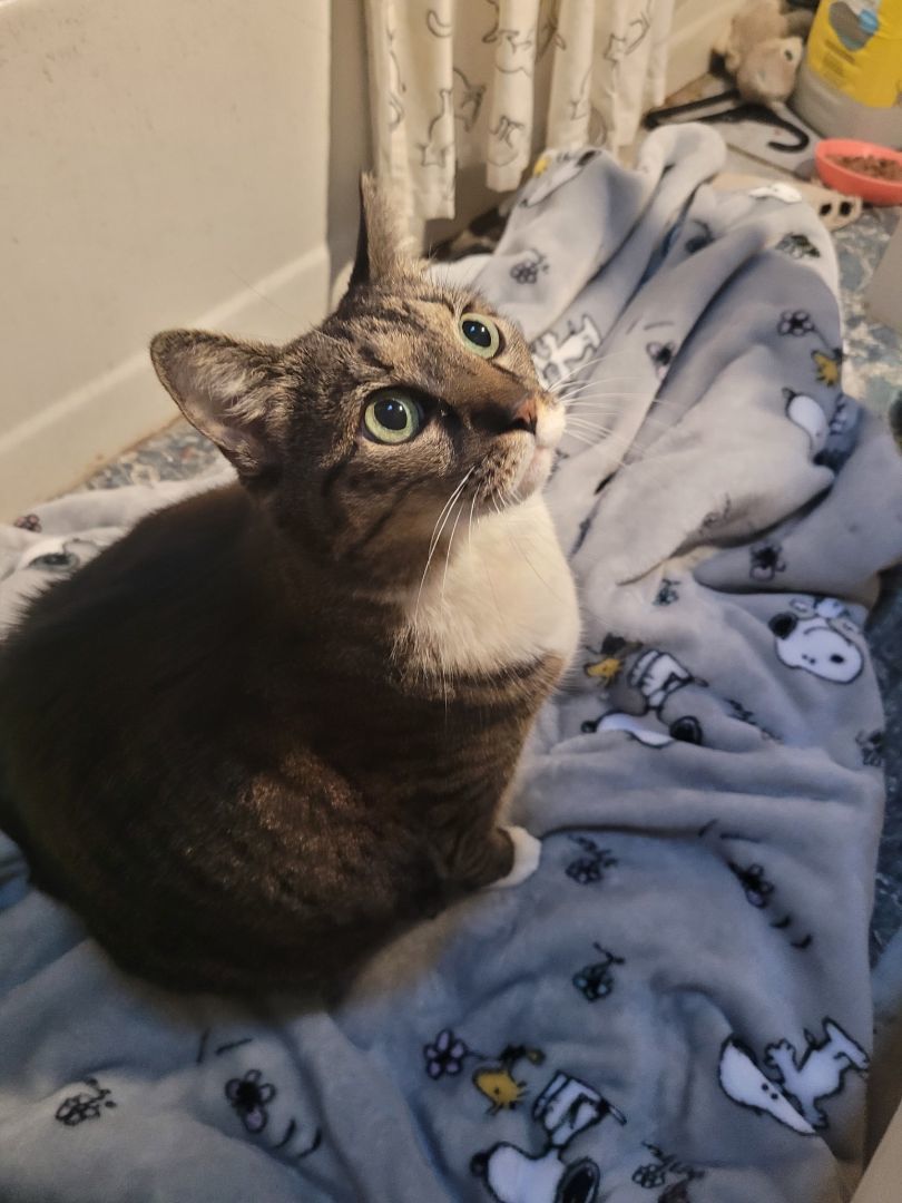 Mickey, a Adoptable Domestic Short Hair in Philadelphia, PA image 3/5