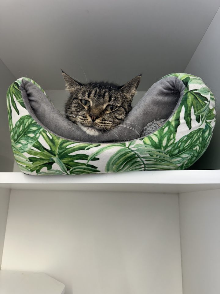 Mickey, a Adoptable Domestic Short Hair in Philadelphia, PA image 5/5