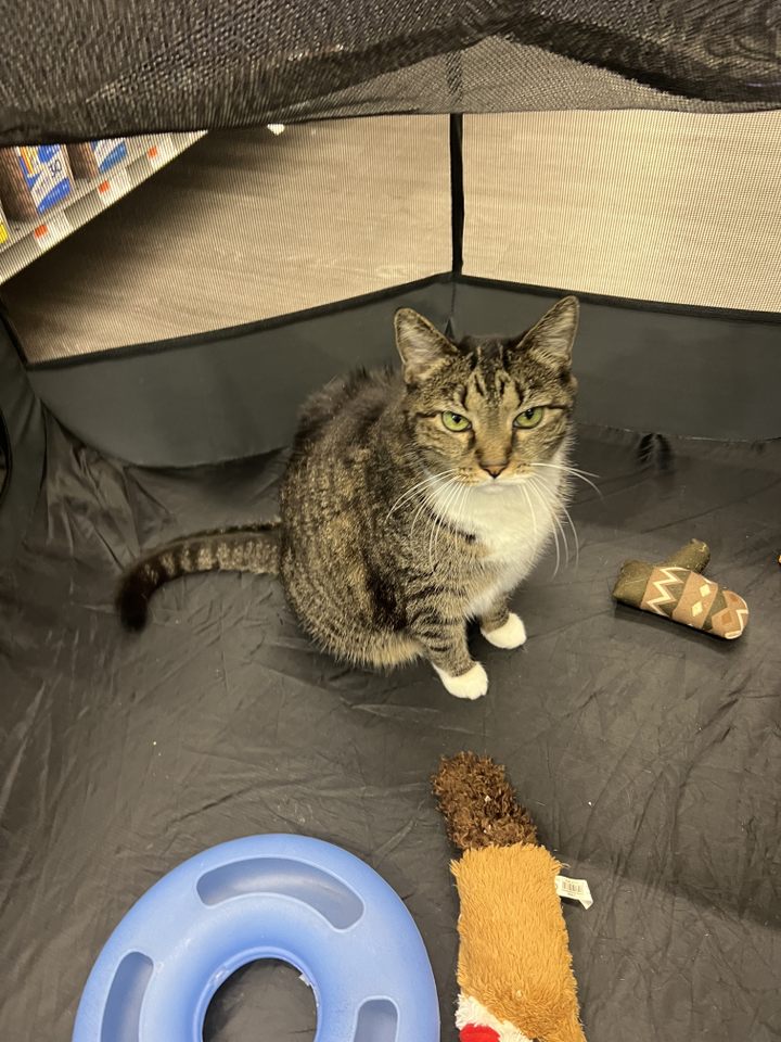 Mickey, Adoptable, Adult Female Domestic Short Hair.