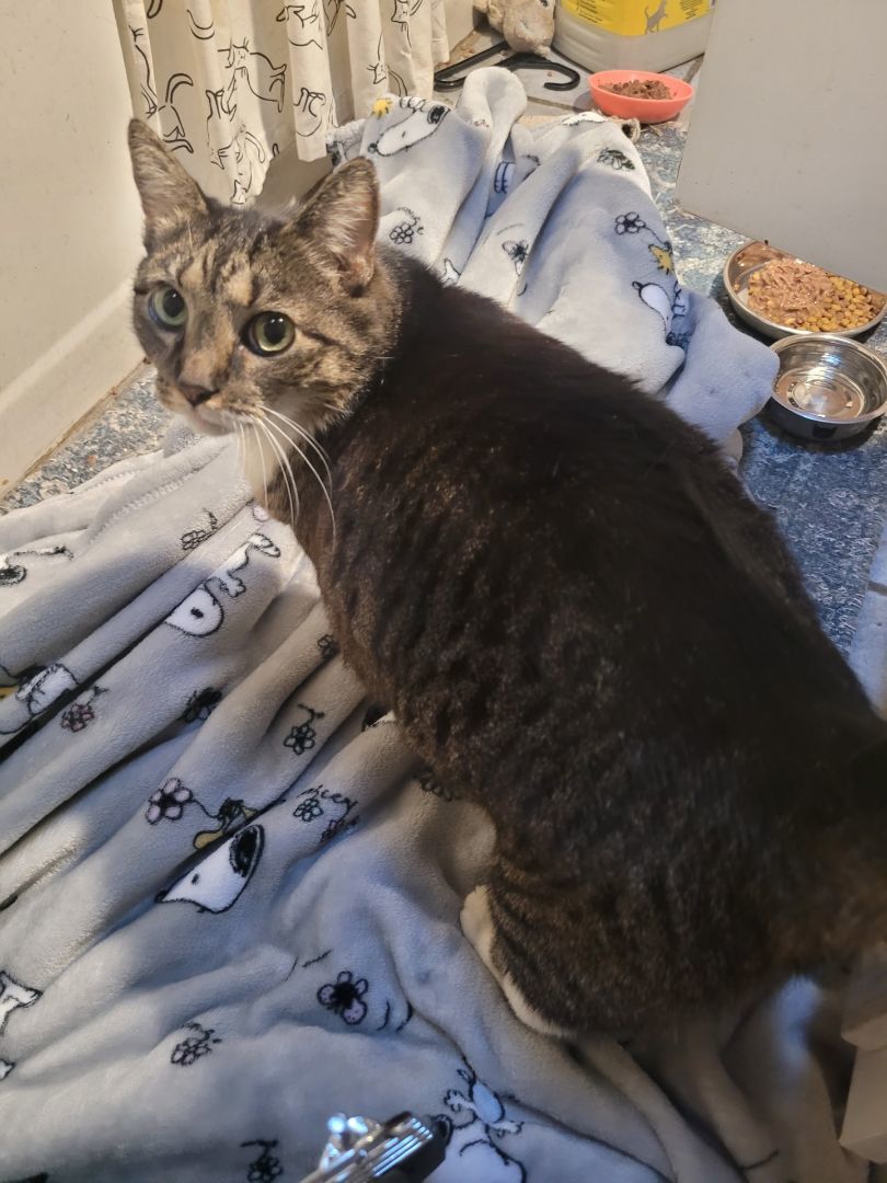 Mickey, a Adoptable Domestic Short Hair in Philadelphia, PA image 4/5