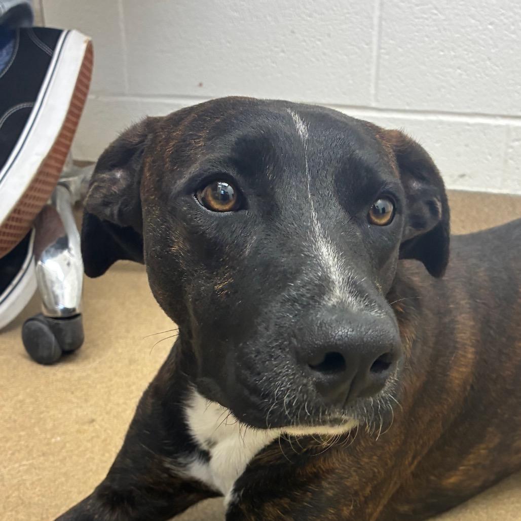 Kevin, Adoptable, Adult Male Terrier & Mixed Breed.