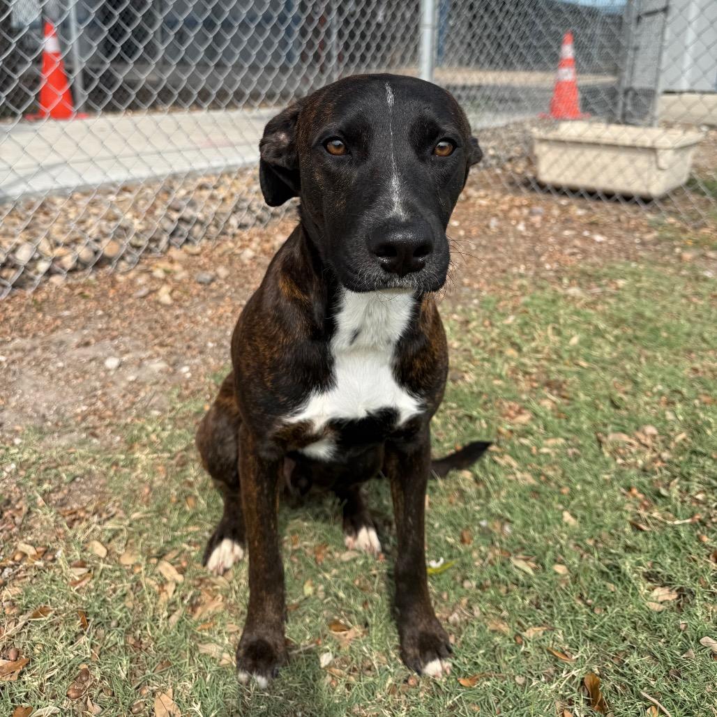 Kevin, a Adoptable mixed breed in Corpus Christi, TX image 2/6
