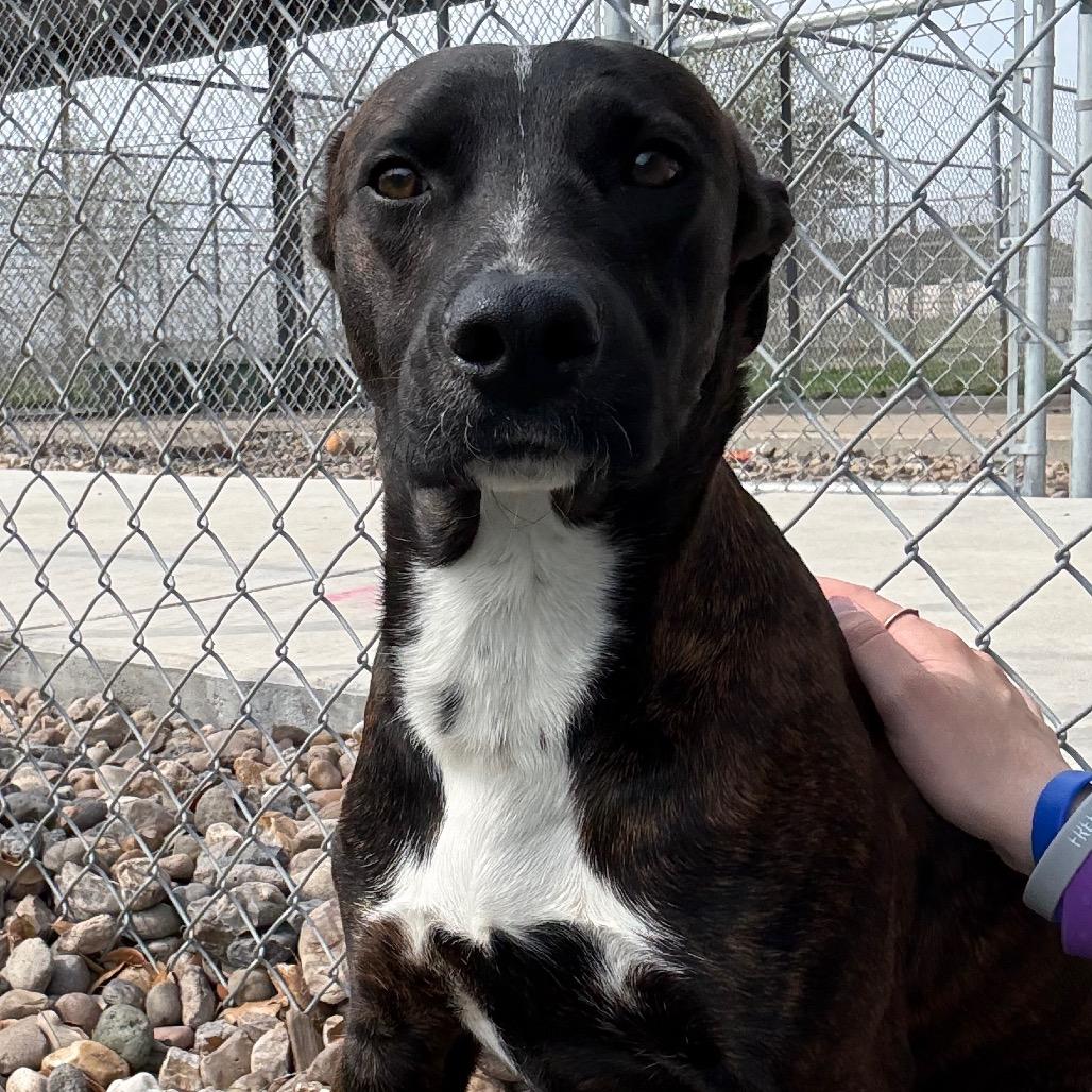 Kevin, a Adoptable mixed breed in Corpus Christi, TX image 3/6