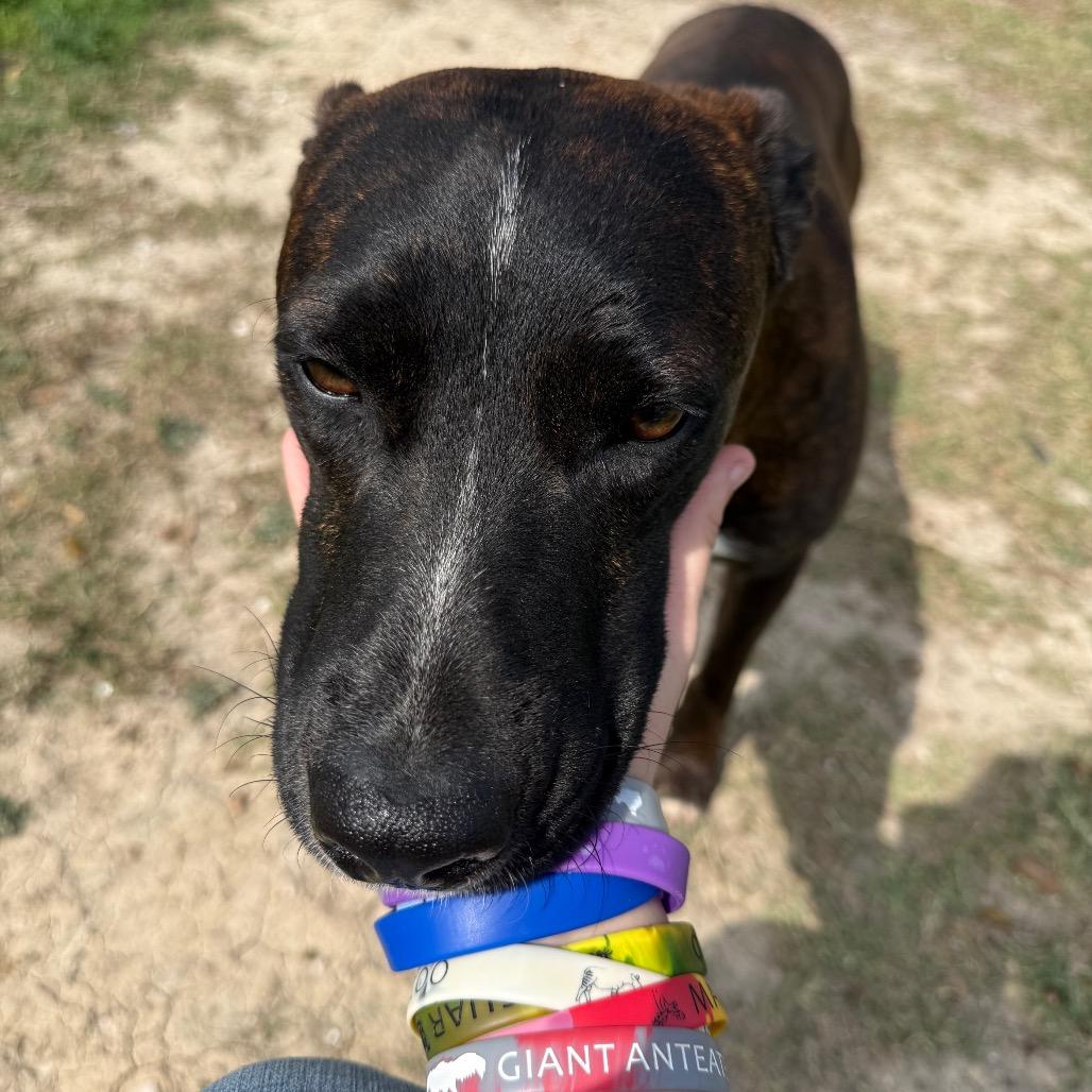 Kevin, a Adoptable mixed breed in Corpus Christi, TX image 4/6