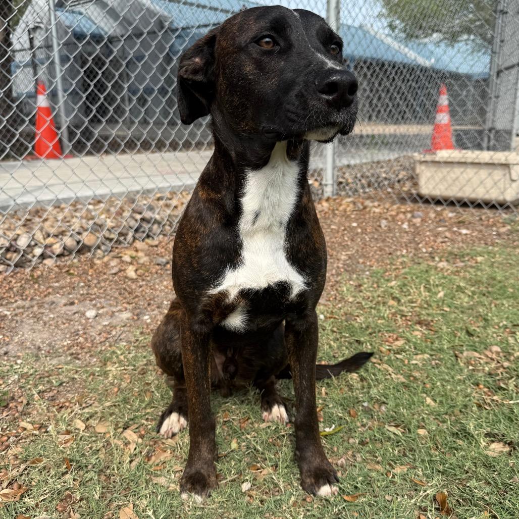 Kevin, a Adoptable mixed breed in Corpus Christi, TX image 5/6