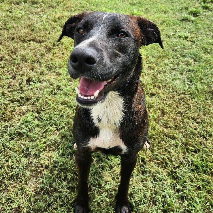 Kevin, a Adoptable mixed breed in Corpus Christi, TX image 6/6