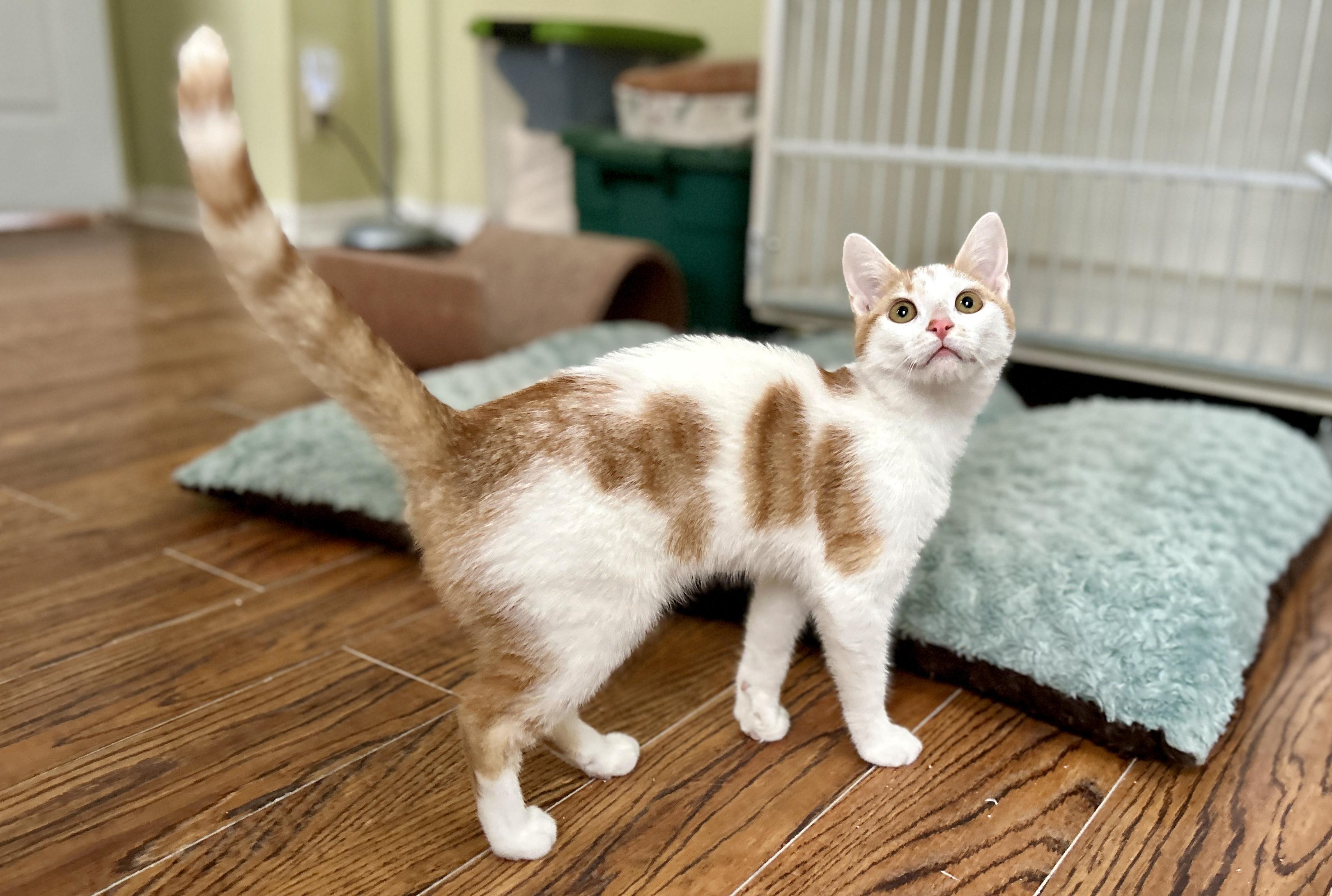 Enlarge Perla, a ADOPTABLE Domestic Short Hair in Guelph, ON image 4/4