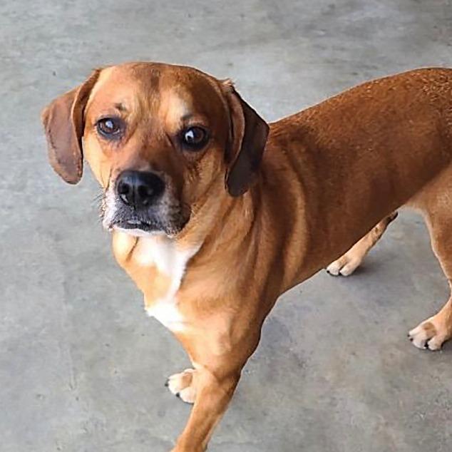 Gucci, Adoptable, Adult Male Hound & Cocker Spaniel.