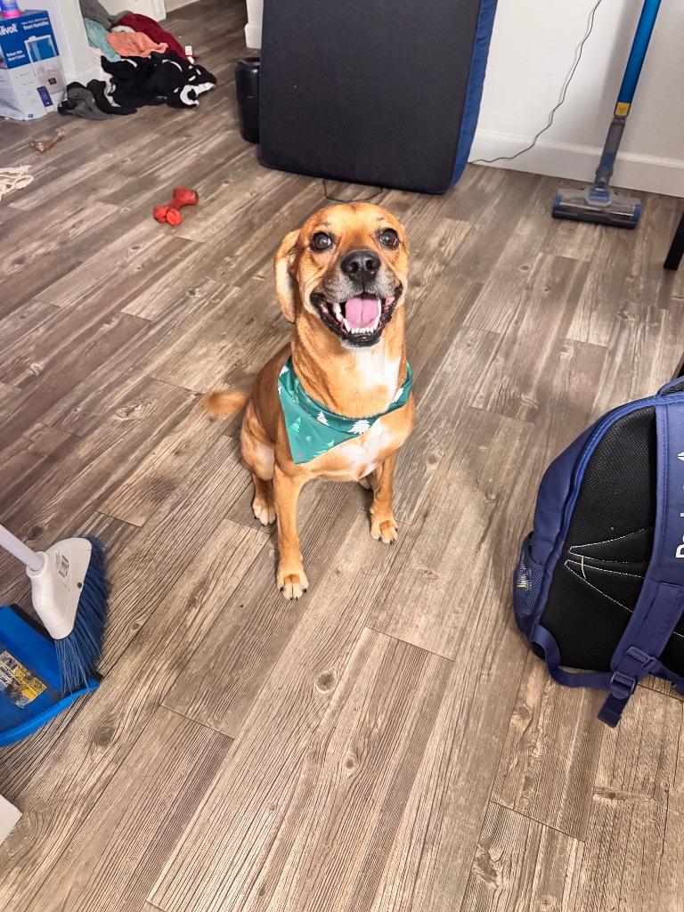 Enlarge Gucci, a Adoptable mixed breed in Little Rock, AR image 2/6