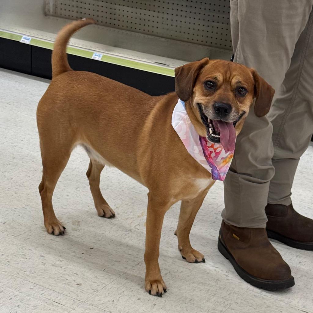 Enlarge Gucci, a Adoptable mixed breed in Little Rock, AR image 3/6