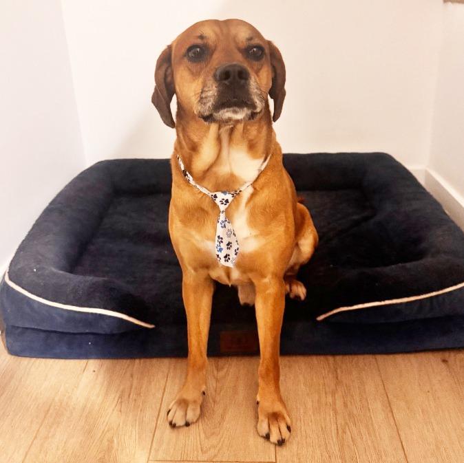Enlarge Gucci, a Adoptable mixed breed in Little Rock, AR image 5/6