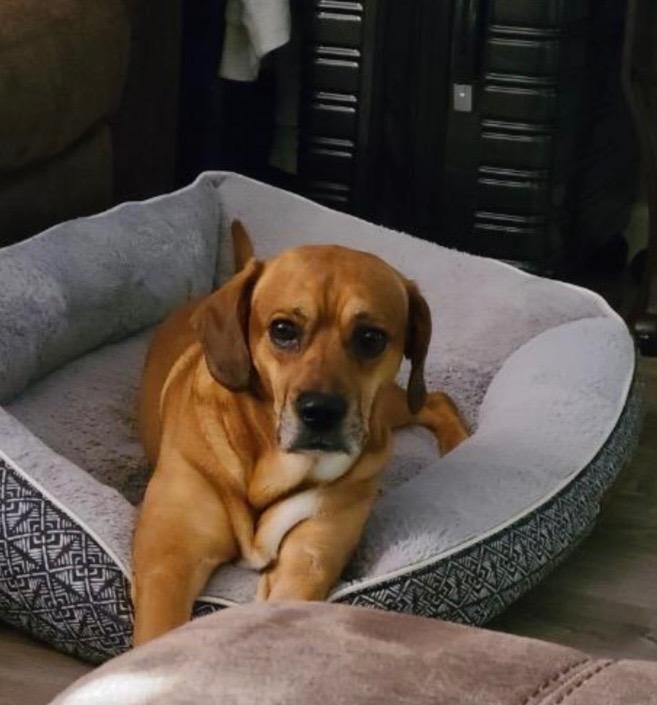 Enlarge Gucci, a Adoptable mixed breed in Little Rock, AR image 6/6
