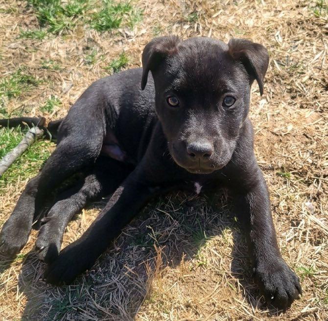 Charlie (AO35836), adopted, Puppy Male Rottweiler.
