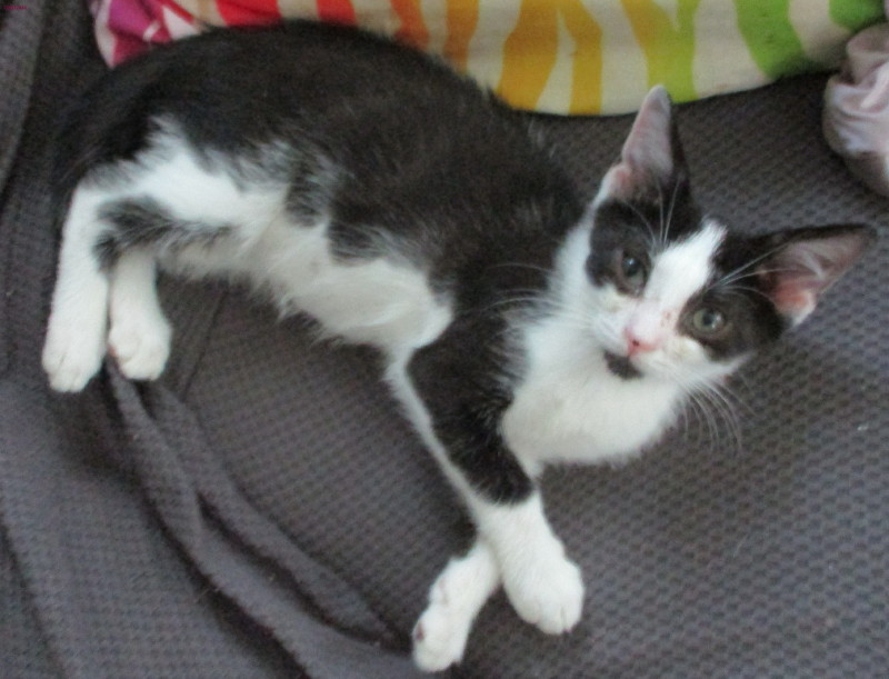 Enlarge Dudley, a Adoptable Domestic Short Hair in Woodbridge, VA image 1/2