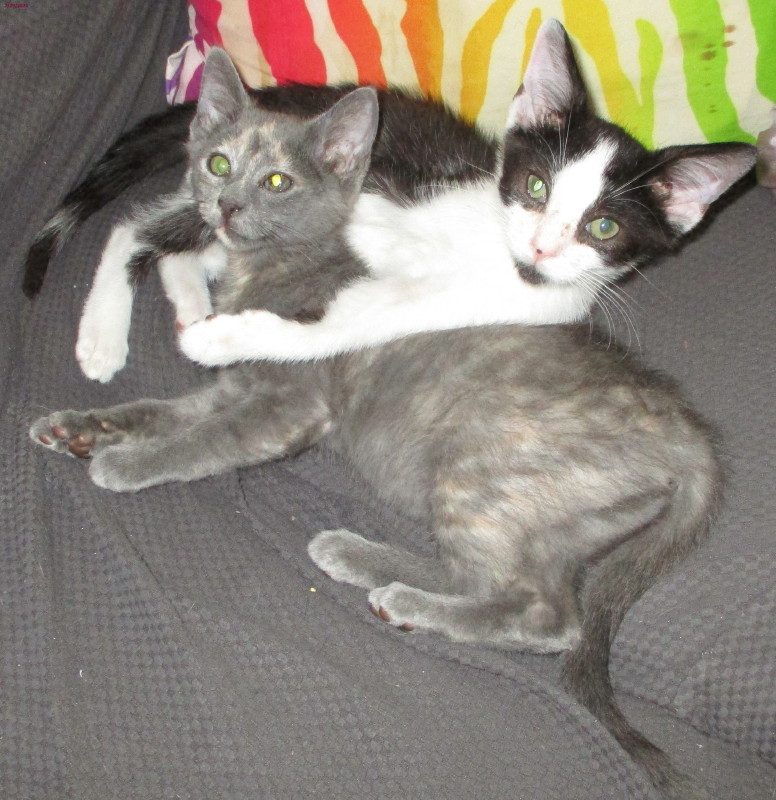 Enlarge Dudley, a Adoptable Domestic Short Hair in Woodbridge, VA image 2/2