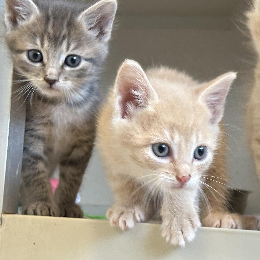 La Boca, Adoptable, Kitten Male Domestic Short Hair.