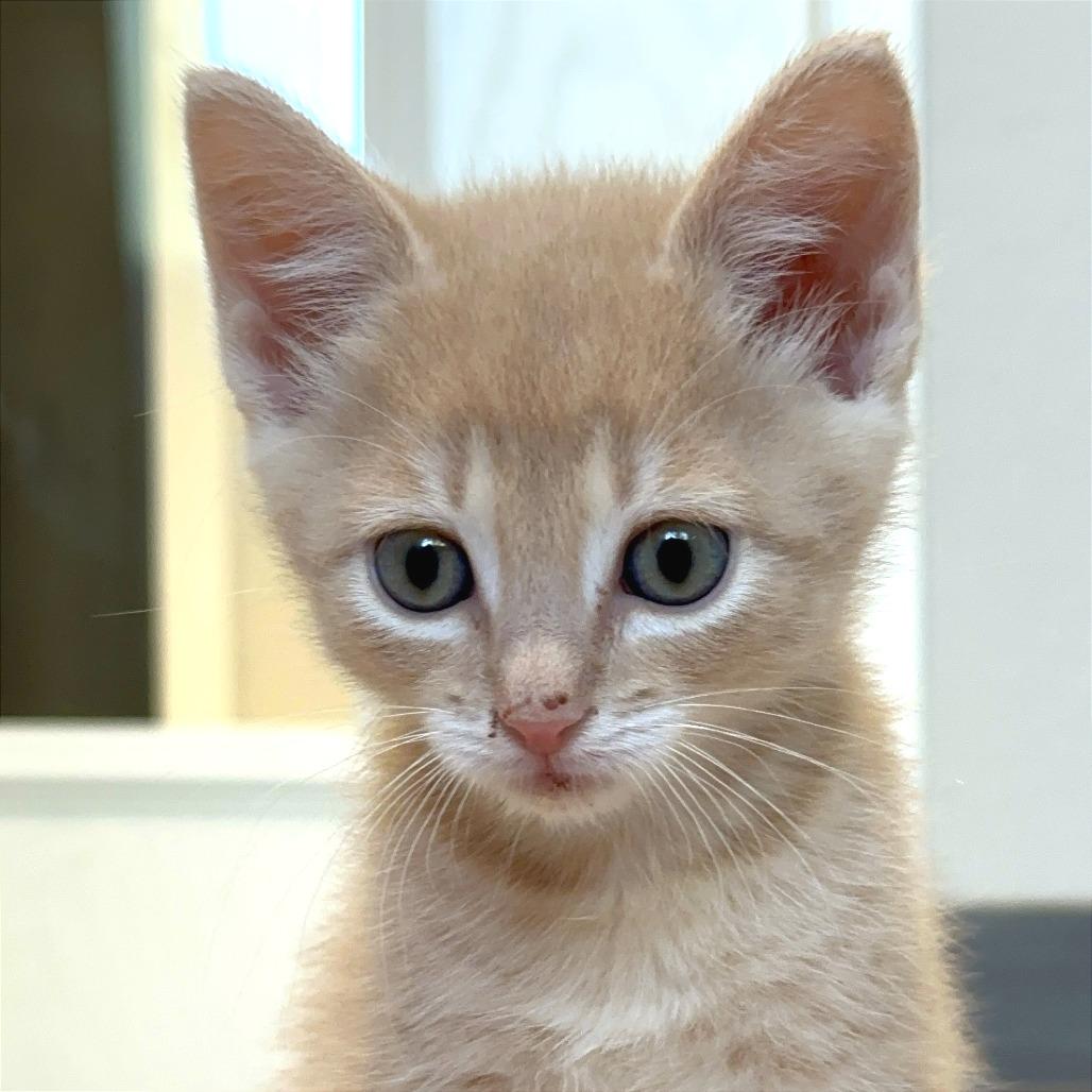 La Boca, a Adoptable Domestic Short Hair in Durango, CO image 4/6