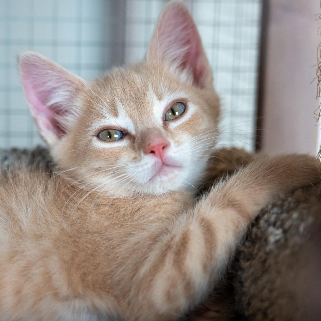 La Boca, a Adoptable Domestic Short Hair in Durango, CO image 5/6
