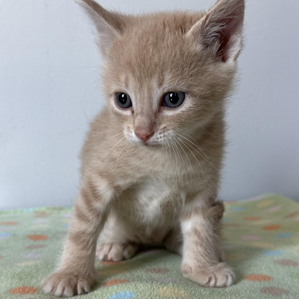 La Boca, a Adoptable Domestic Short Hair in Durango, CO image 6/6